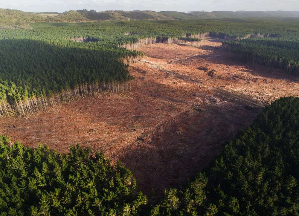 Why choosing FSC certified lumber is important - Replanting a clear cut forest will never restore biodiversity
