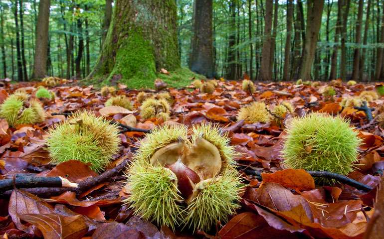 Sweet chestnuts are better for roasting and eating rather than making laundry detergent