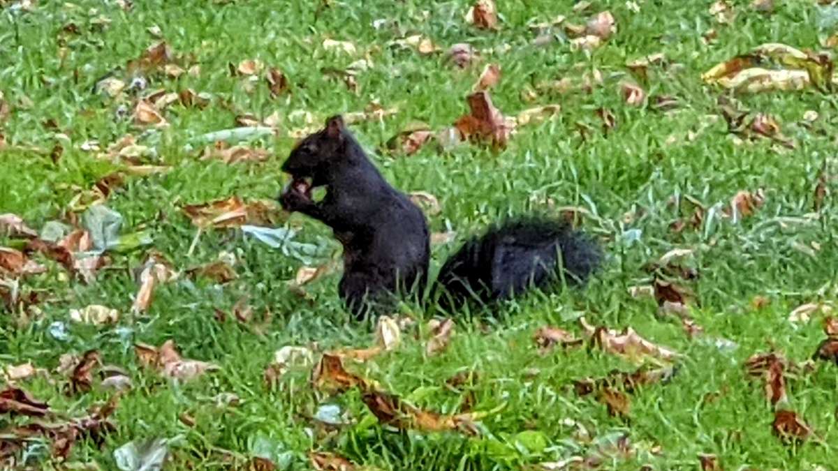 Buckeyes are a favorite of those pesky black squirrels - as well as for making laundry detergent!