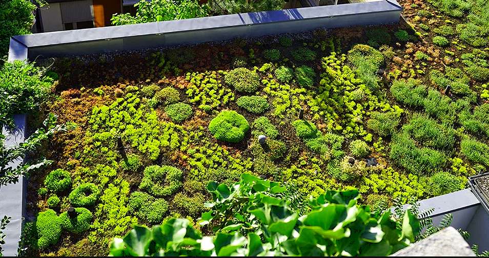 A beautiful green roof with sedum plants and flowers installed on the flat roof of a modern home.
