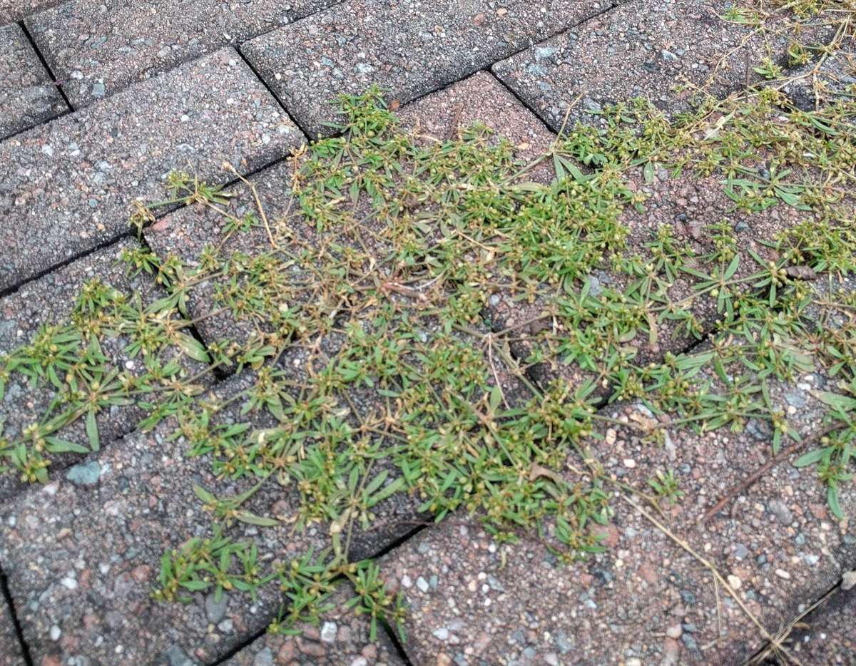 How to remove weeds from patios without using chemicals
