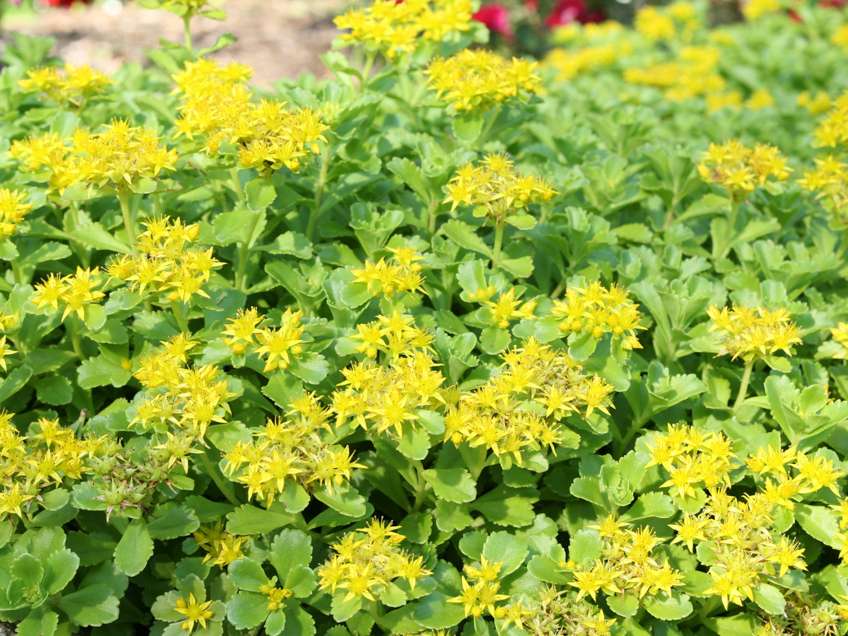 Sedum ground cover
