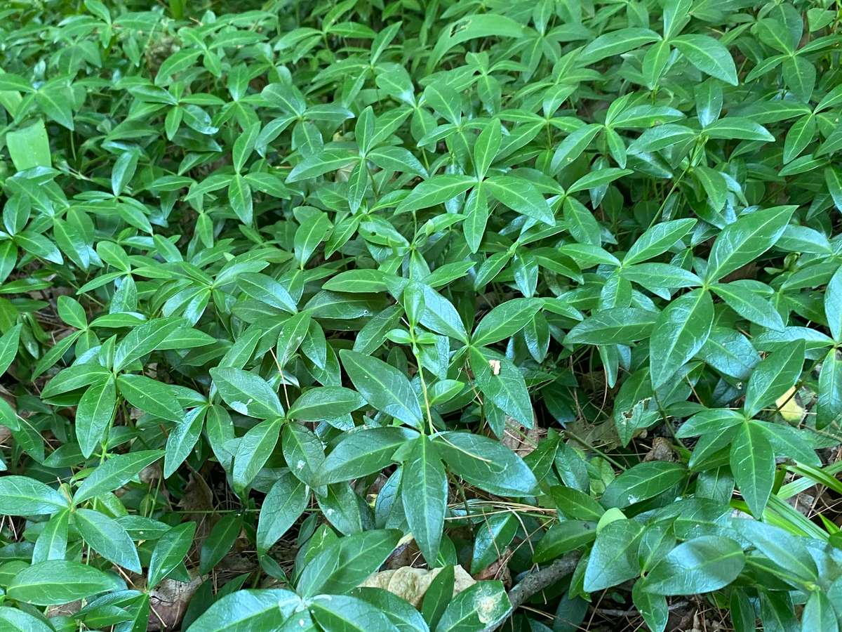 Periwinkle ground cover grows well in the shade Image © Ecohome