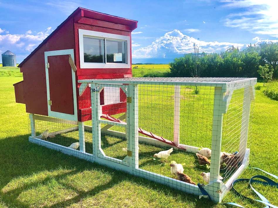 Movable backyard chicken tractor with chicken coop