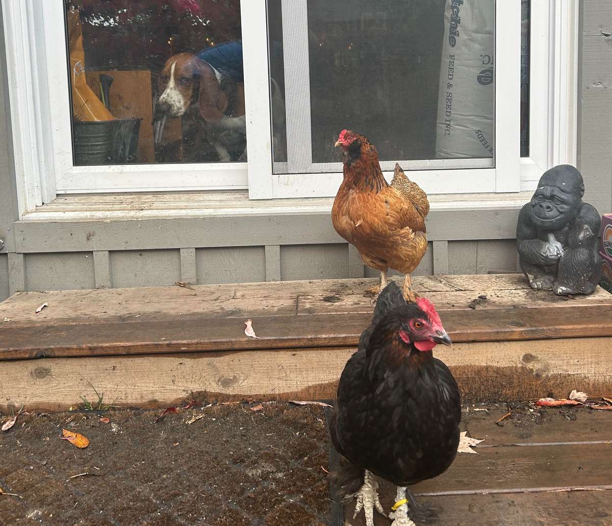 chickens raised in backyard urban chicken coop