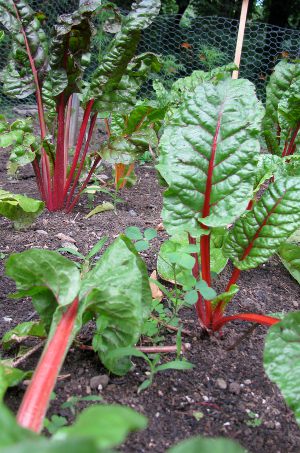 Vegetables that grow well in the shade | Green Home Guide ...