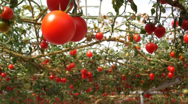 Hanging tomato garden