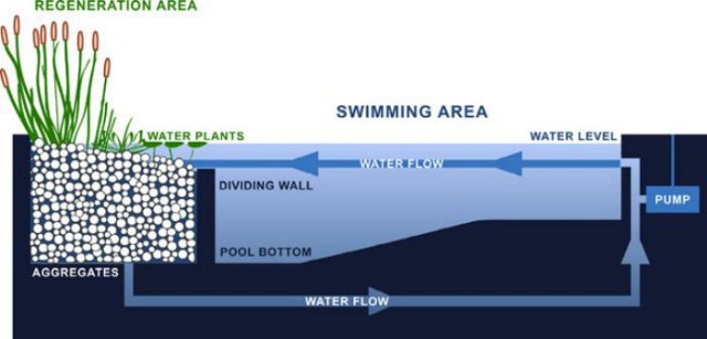 Natural swimming pond zone diagram