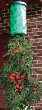 hanging tomato plant